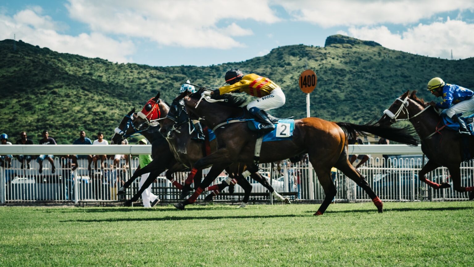 zed horse racing